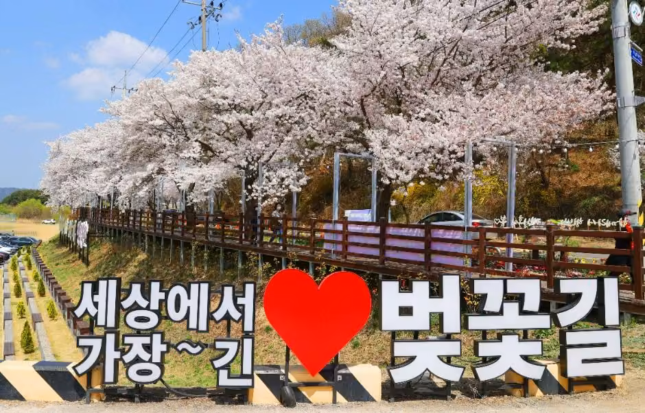대청호 벚꽃길