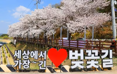 대청호 벚꽃길
