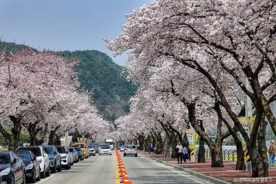 맹방 벚꽃길
