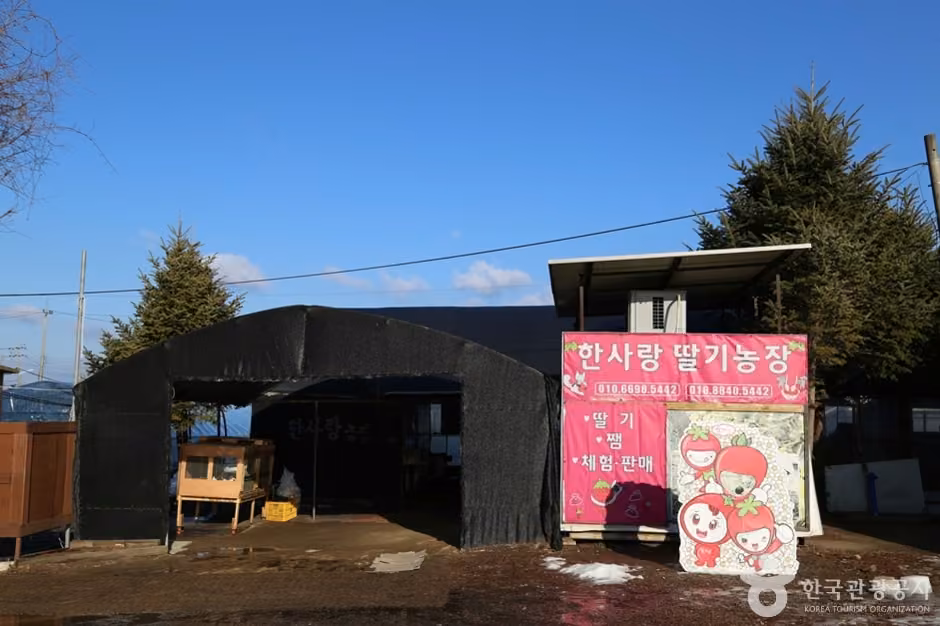 한사랑딸기체험농장