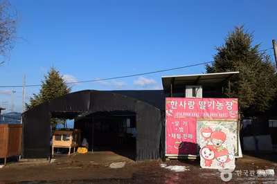 한사랑딸기체험농장