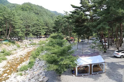 소나무와 계곡 캠핑장