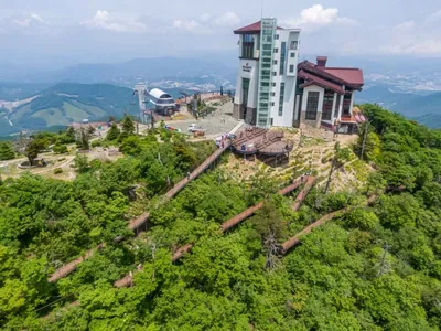 발왕산 천년주목숲길