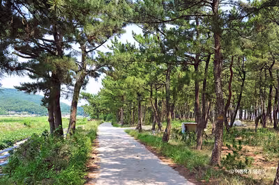 [해파랑길] 48코스