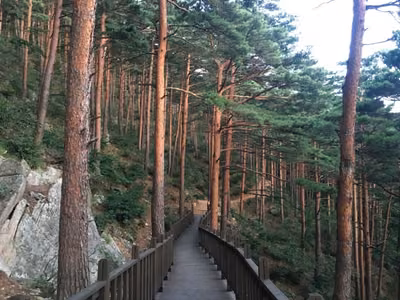 국립대관령치유의숲