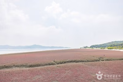 석모도 칠면초 군락지