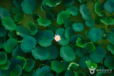연꽃테마파크