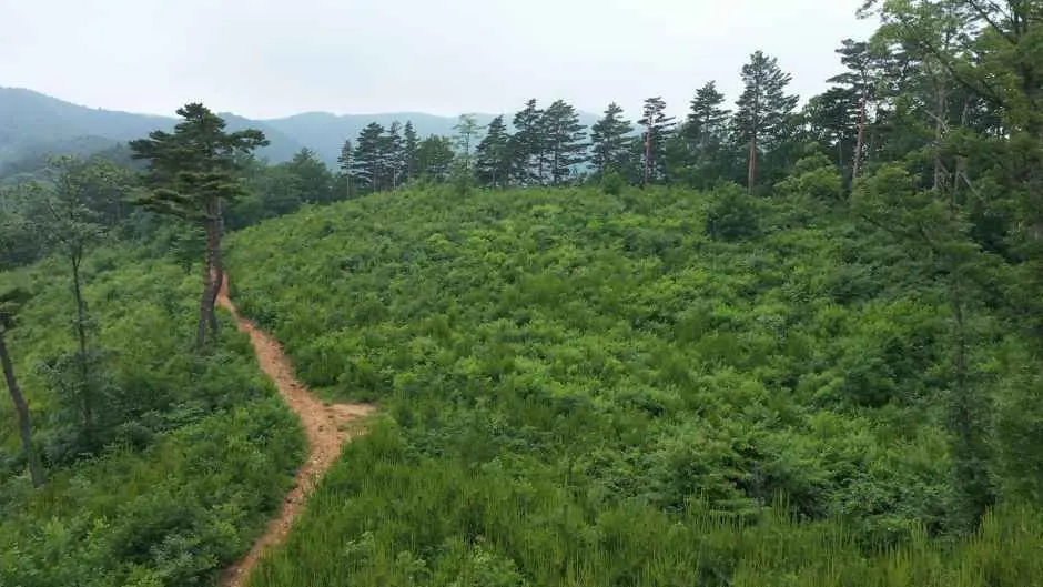 [백두대간 동해소금길 제2코스] 이기령 더바지길