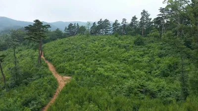 [백두대간 동해소금길 제2코스] 이기령 더바지길