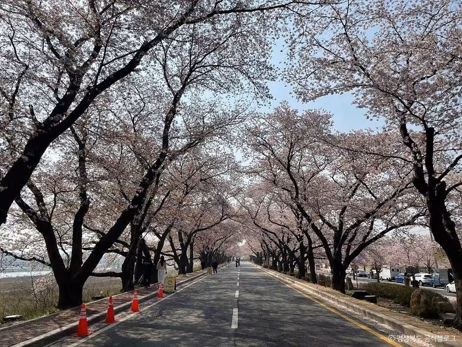 흥무로 벚꽃길
