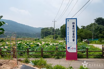 울미연꽃마을