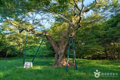 포항 마북리 느티나무
