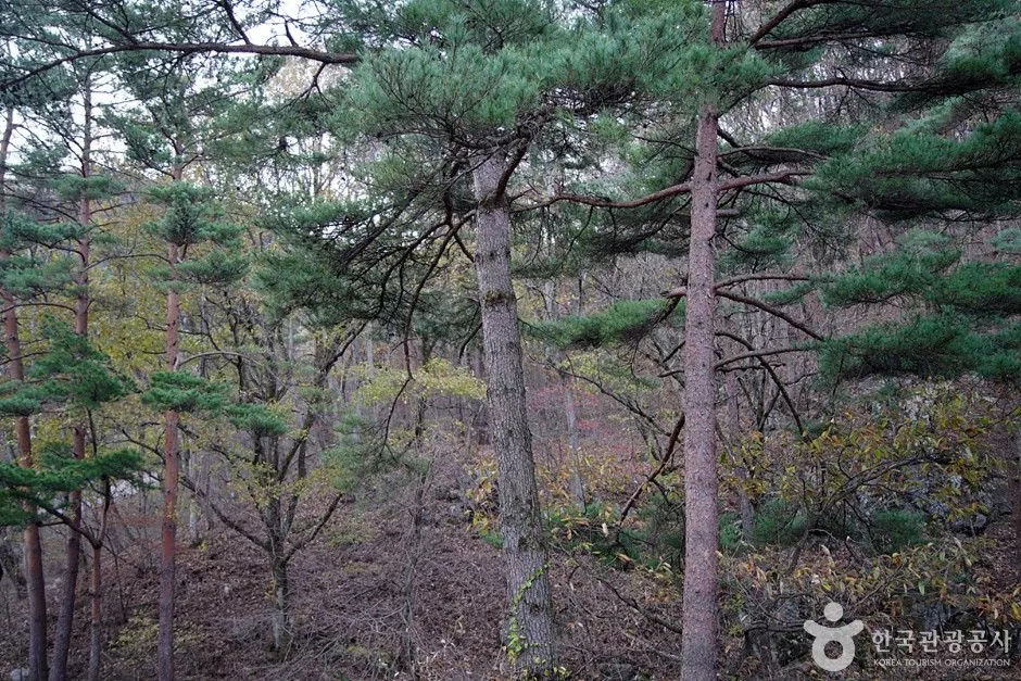 대관령 소나무숲길
