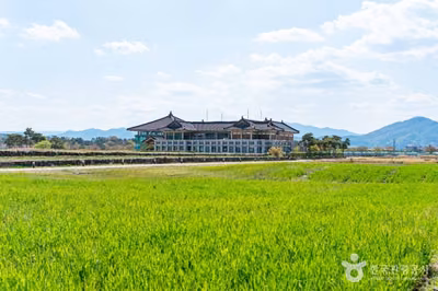 분황사 청보리밭