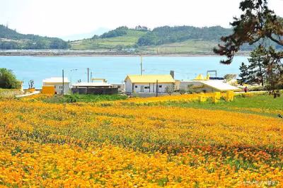 선도