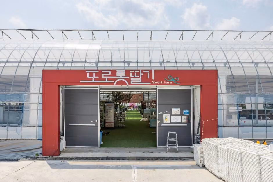 또로롱딸기