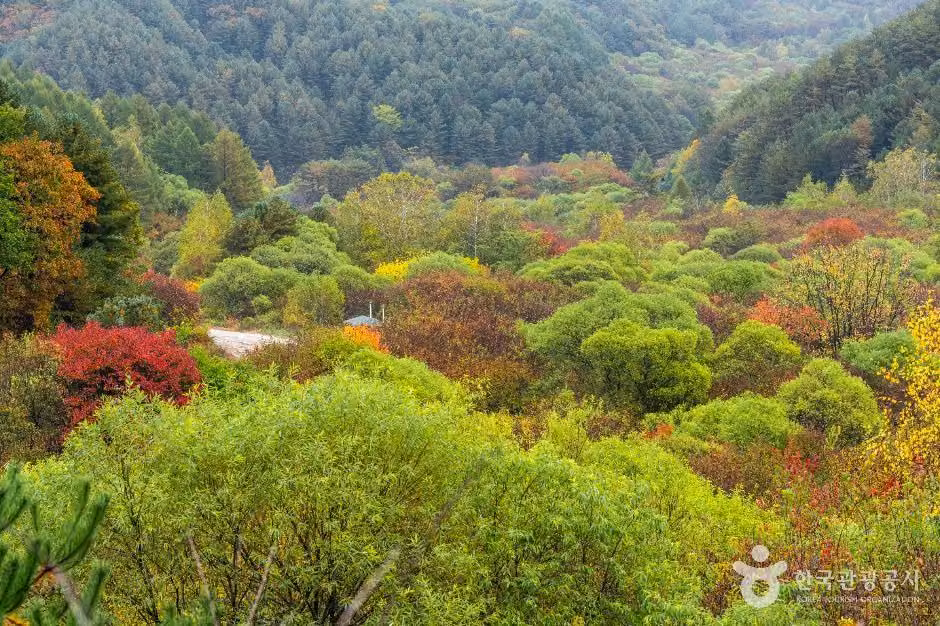 비밀의정원