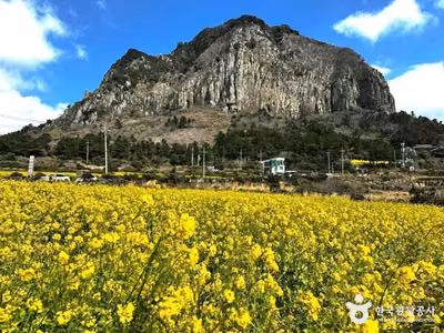 산방산유채꽃밭