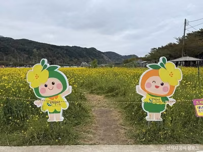 삼척 맹방 유채밭