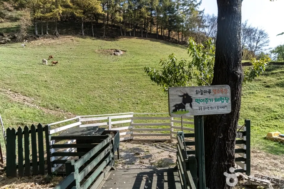 하늘마루염소목장