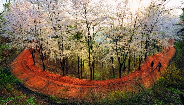 계족산 황톳길