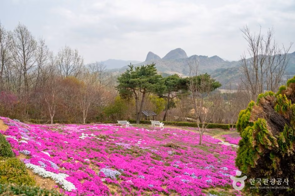 진안 꽃잔디동산