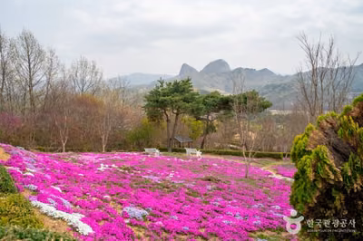 진안 꽃잔디동산