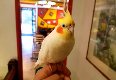 스마일러