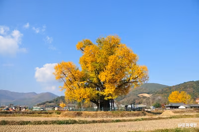 울주 구량리 은행나무
