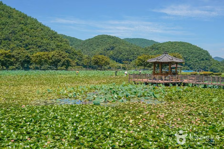 상리연꽃공원