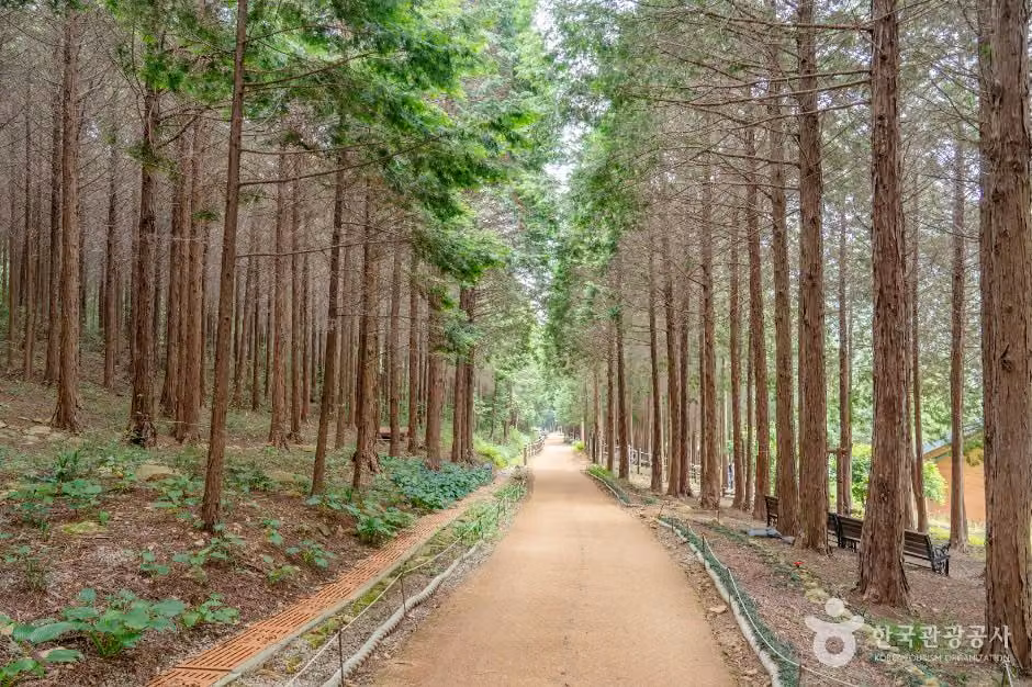 팔영산 편백 치유의 숲