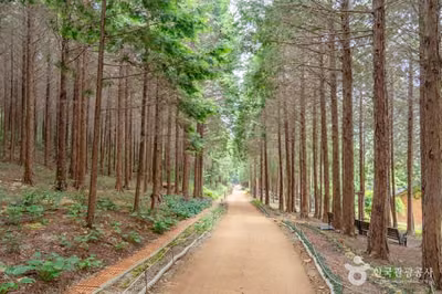 팔영산 편백 치유의 숲