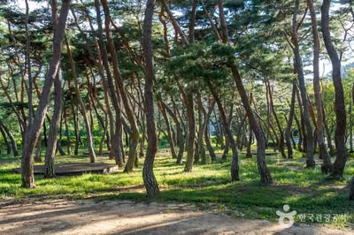 목계솔밭(청송)