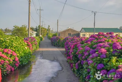 안성리수국길