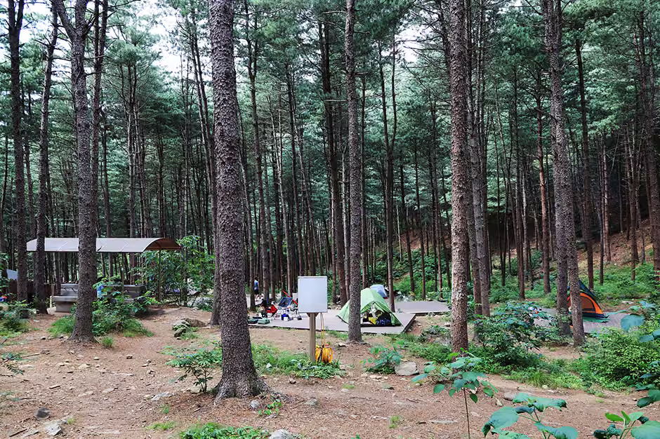 호명산잣나무숲속캠핑장