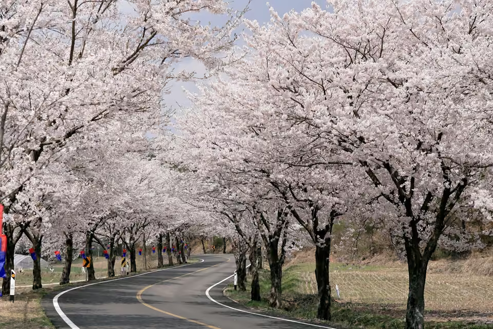 장곡사벚꽃길